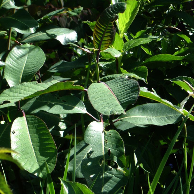 Paju - Salix magnifica (Lehvistö)