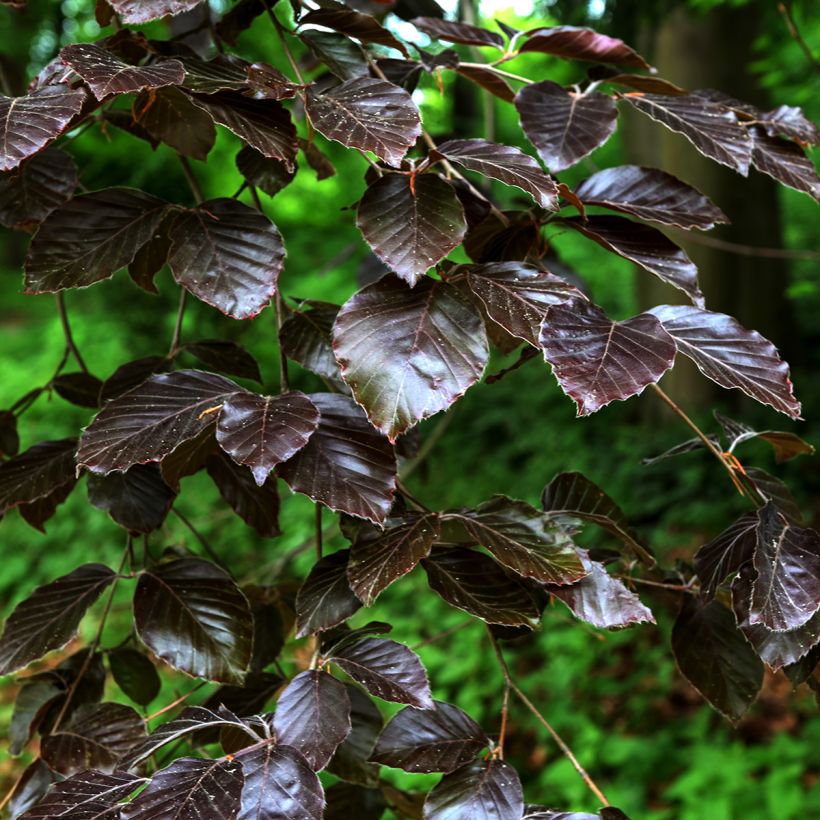 Punapaju Nana (Lehvistö)
