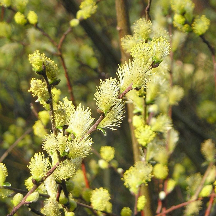 Hanhenpaju - Salix repens (Kukinta)