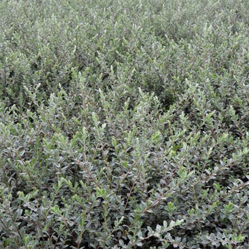 Hanhenpaju Nitida (Lehvistö)