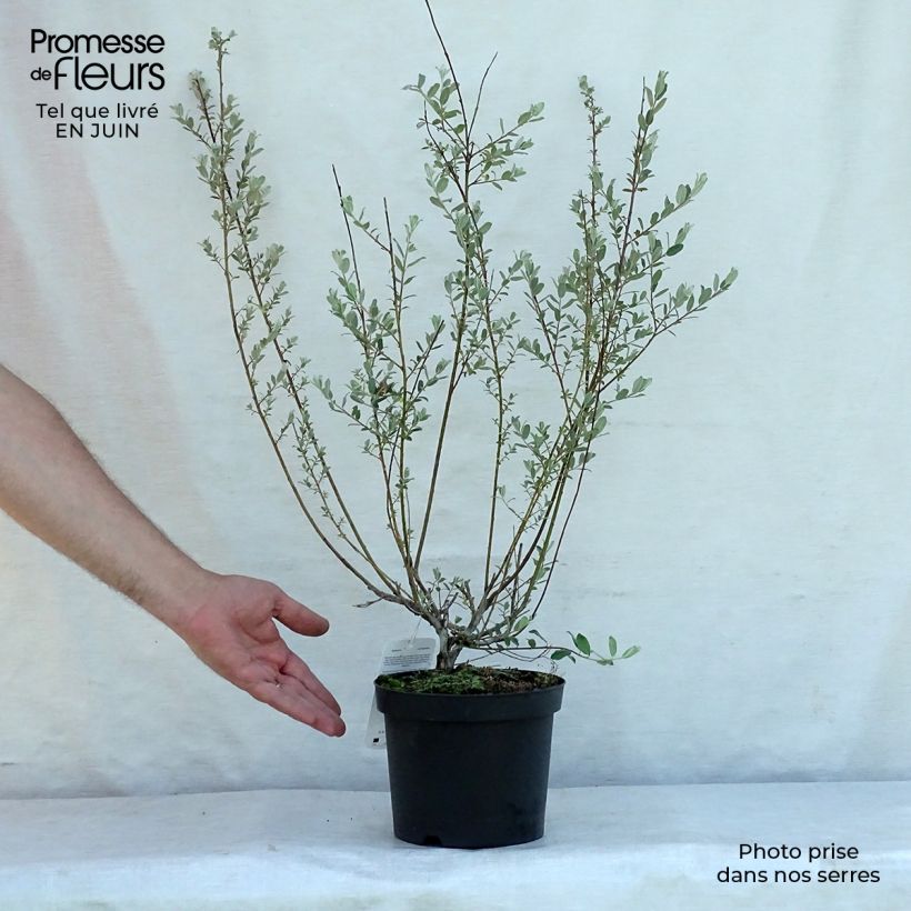 Esimerkki kesällä toimitetusta Hanhenpaju - Salix repens Ruukku 2L / 3L-taimesta