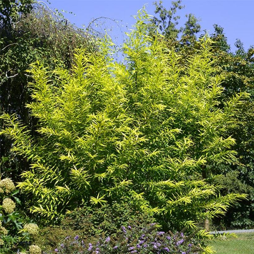 Sahalininpaju Golden Sunshine (Kasvutapa)