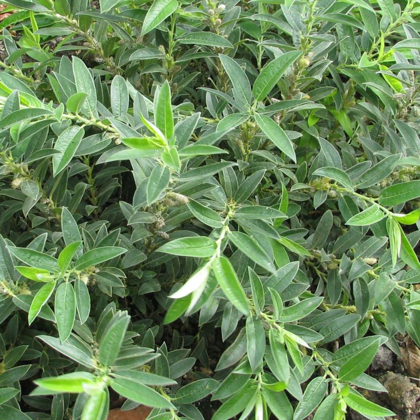 Paju - Salix subopposita (Lehvistö)