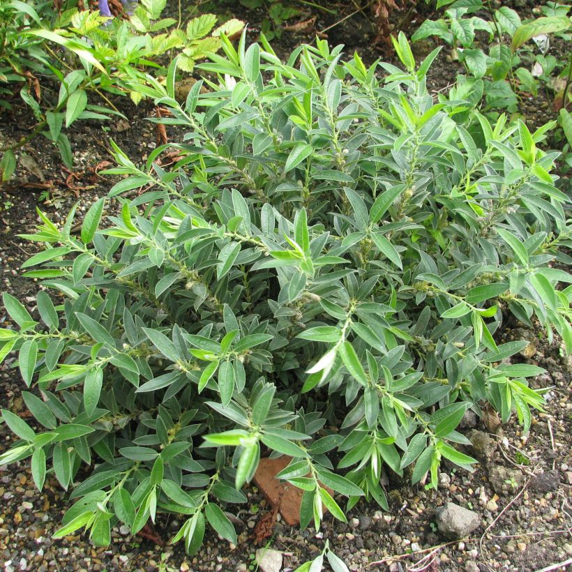 Paju - Salix subopposita (Kasvutapa)