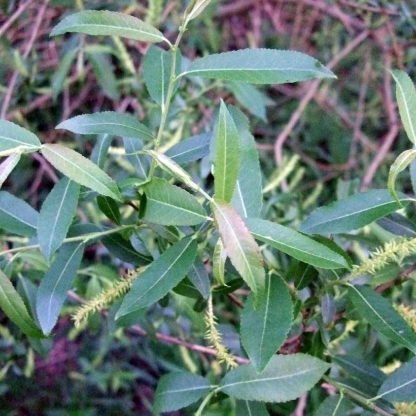 Jokipaju - Salix triandra (Lehvistö)