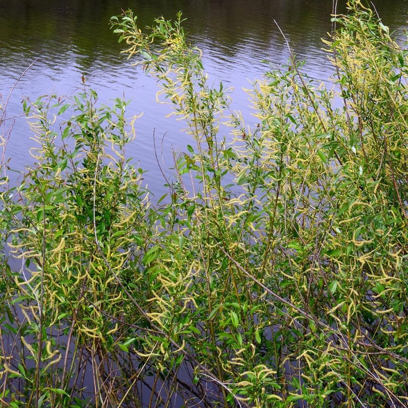 Jokipaju - Salix triandra (Kasvutapa)