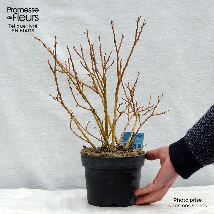 Esimerkki talvella toimitetusta Paju - Salix x tetrapla 2 litran/3 litran ruukku-taimesta