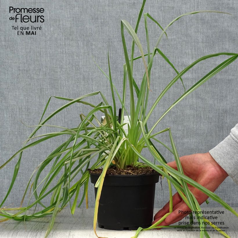 Esimerkki keväällä toimitetusta Kaurajuuri - Tragopogon porrifolius 1,5 litran / 2 litran kannu-taimesta