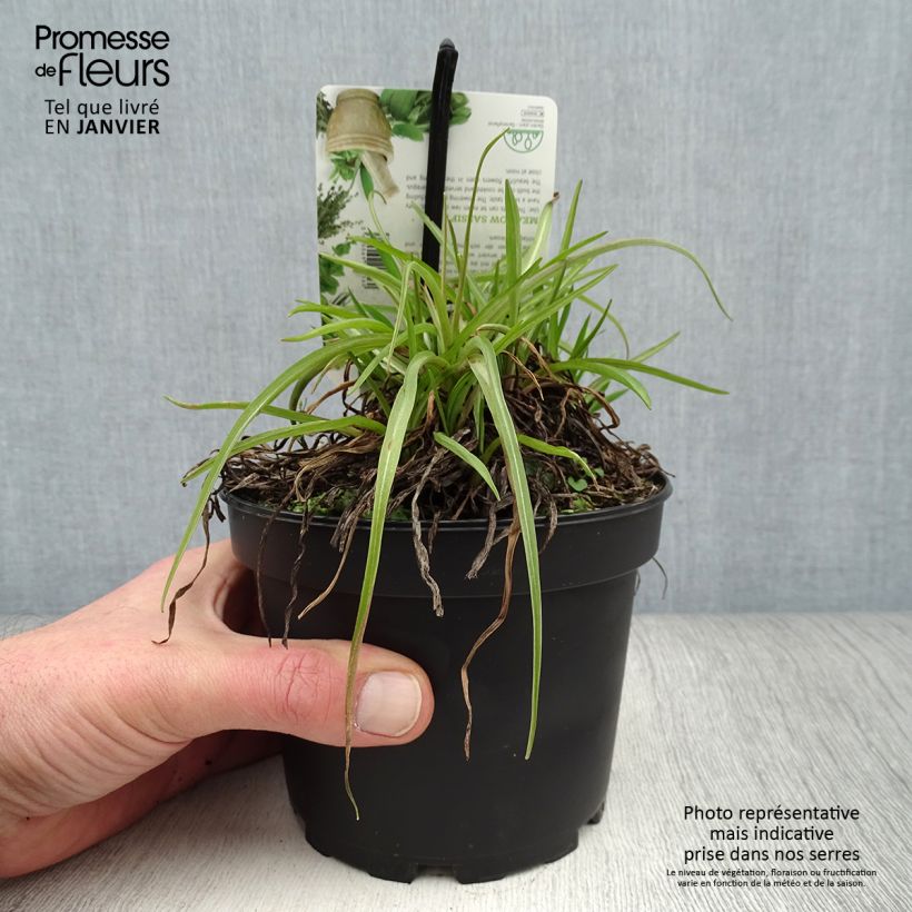 Esimerkki talvella toimitetusta Piennarpukinparta - Tragopogon pratensis 1,5 litran / 2 litran kannu-taimesta