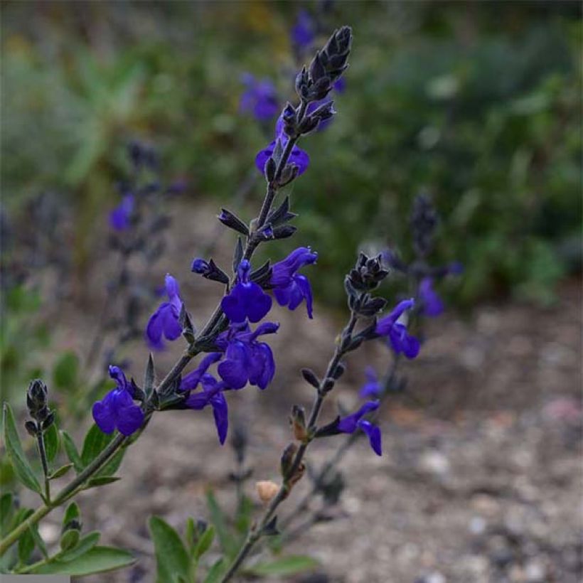 Keijunsalvia Blue Note (Kukinta)