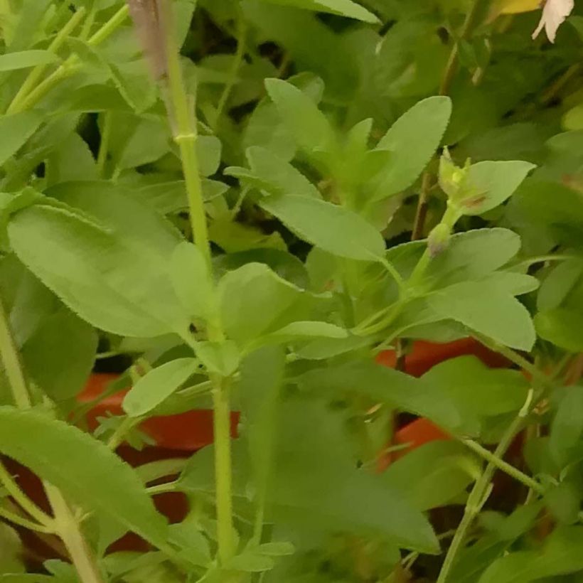 Keijunsalvia Delice Gold and Wine (Lehvistö)