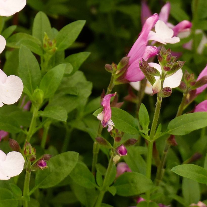 Keijunsalvia Dyson's Joy (Lehvistö)