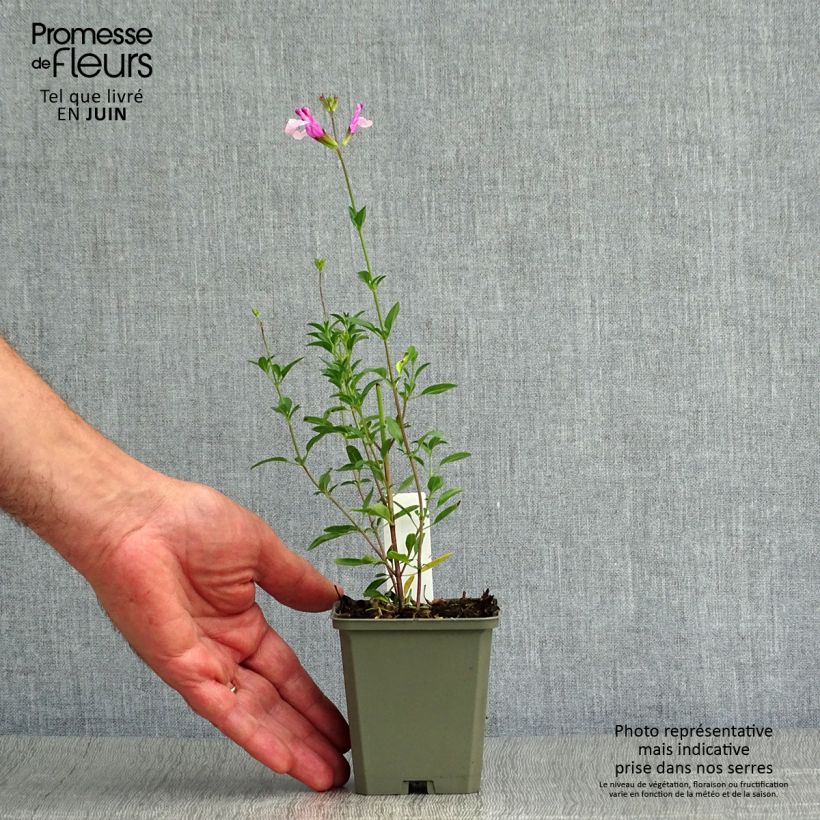 Esimerkki kesällä toimitetusta Keijunsalvia Dyson's Joy Godet de 8/9 cm-taimesta