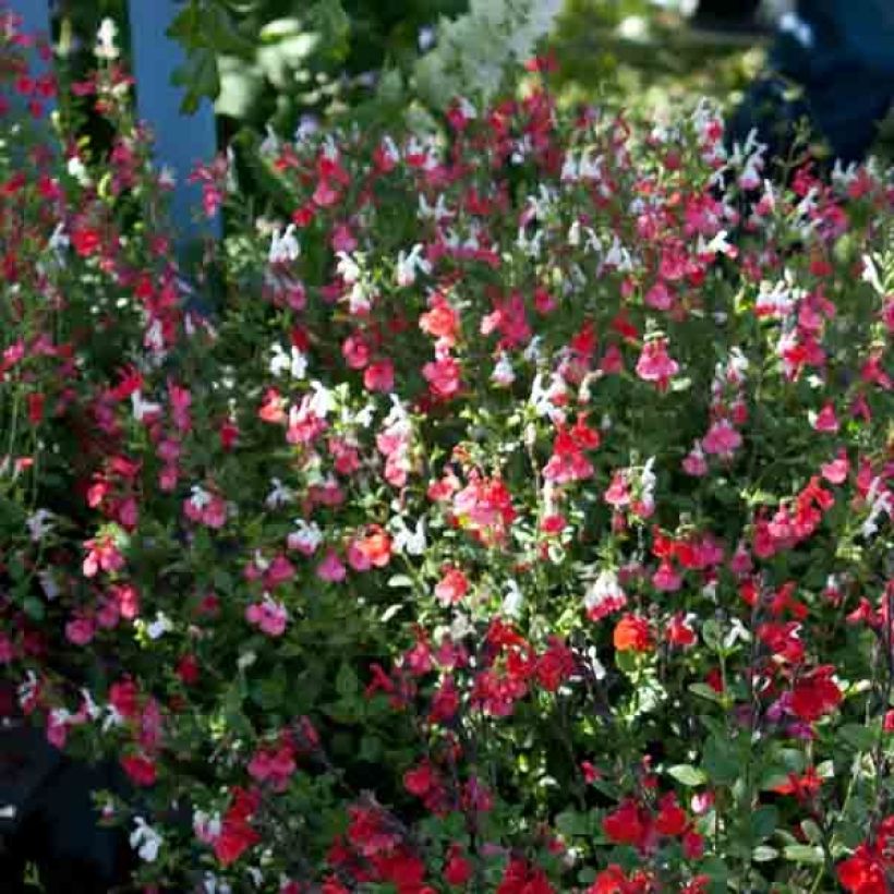 Keijunsalvia Hot Lips (Kasvutapa)