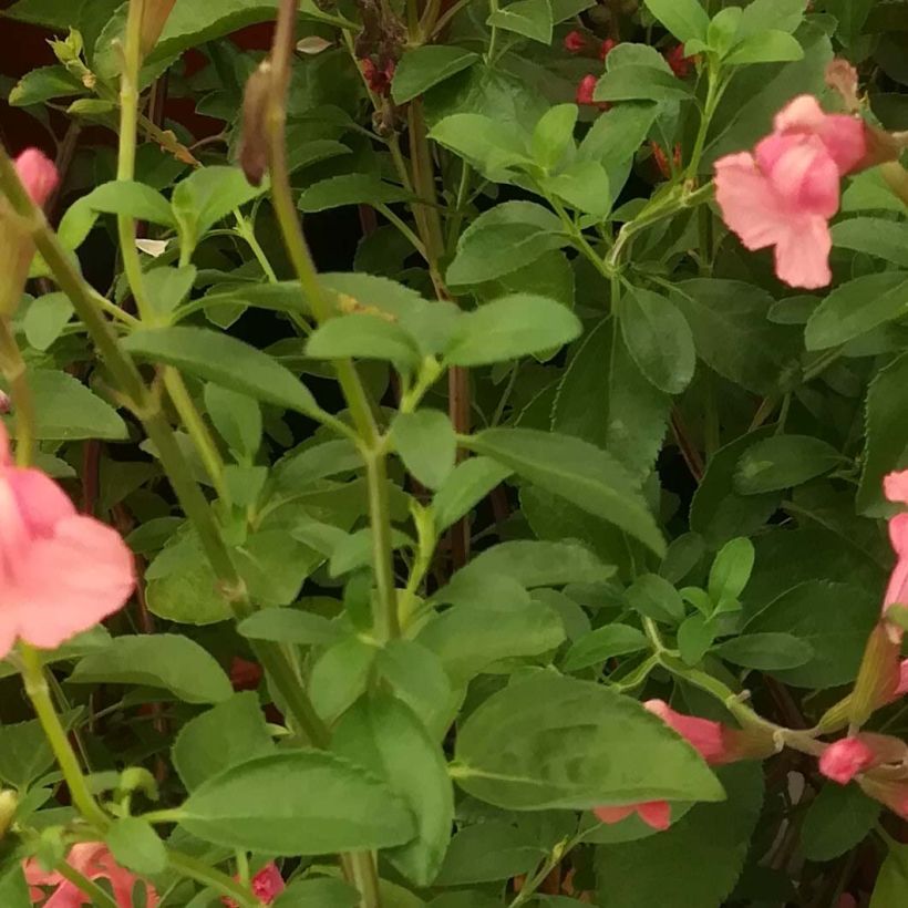 Keijunsalvia Papajan (Lehvistö)