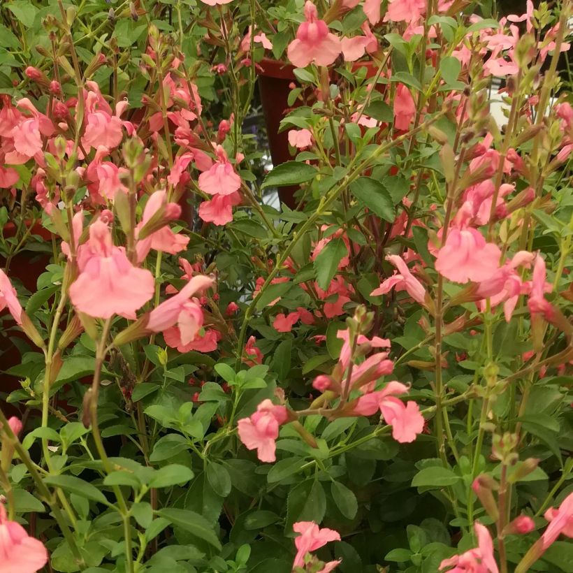 Keijunsalvia Papajan (Kukinta)