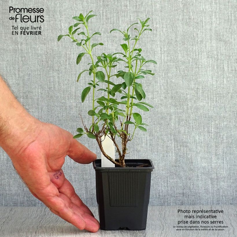 Esimerkki syksyllä toimitetusta Keijunsalvia Papajan 8/9 cm taimiruukku-taimesta