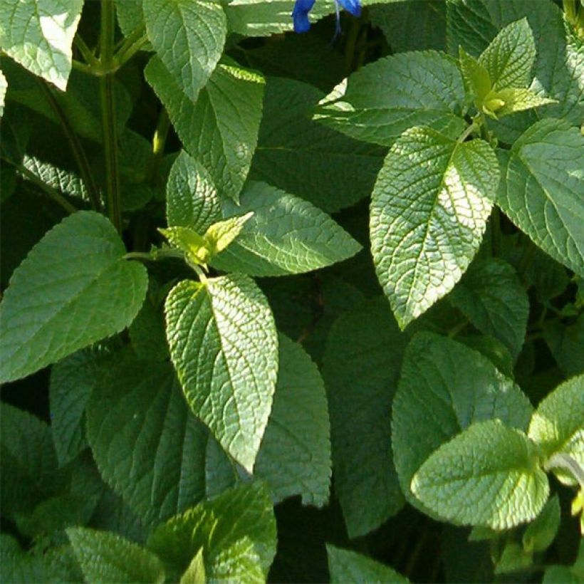 Keijunsalvia Amistad (Lehvistö)