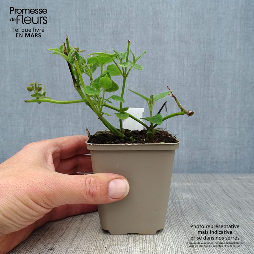 Esimerkki keväällä toimitetusta Keijunsalvia - Salvia cacaliifolia Godet de 8/9 cm-taimesta