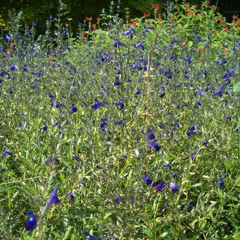 Keijunsalvia - Salvia coahuilensis (Kasvutapa)