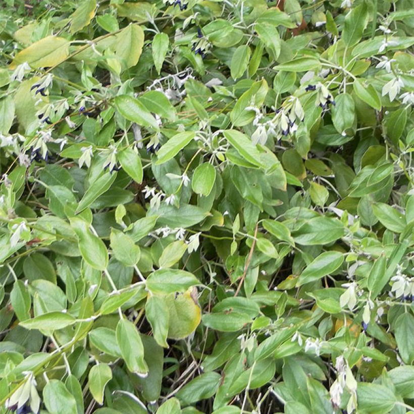 Keijunsalvia - Salvia discolor (Lehvistö)