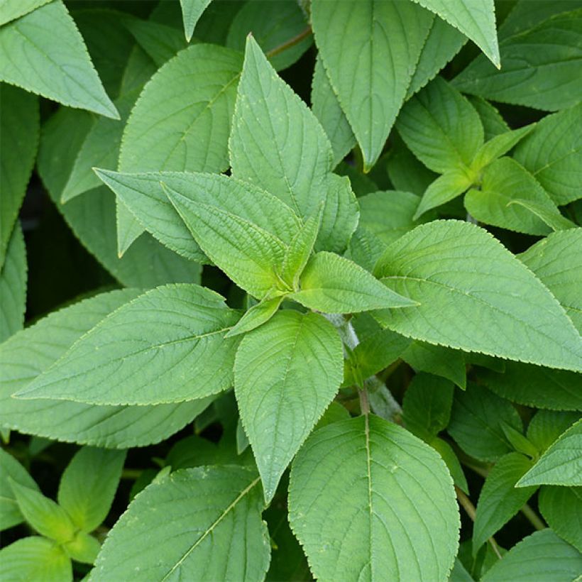 Ananassalvia Ananas (Lehvistö)