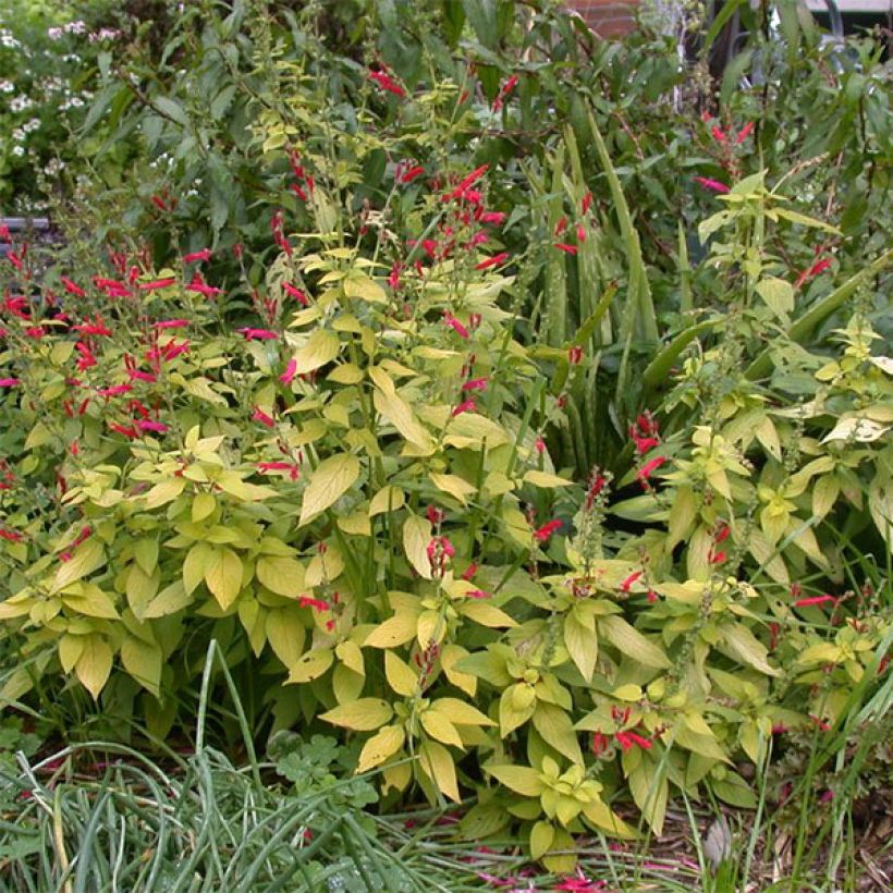 Ananassalvia Golden Delicious (Plant habit)