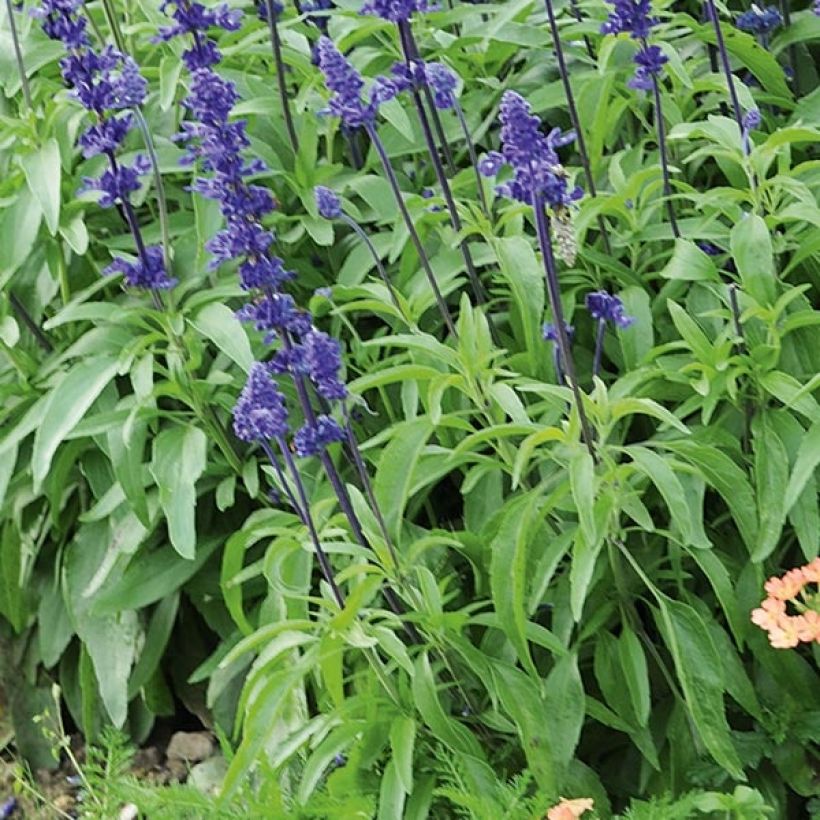Härmesalvia Saga (Lehvistö)