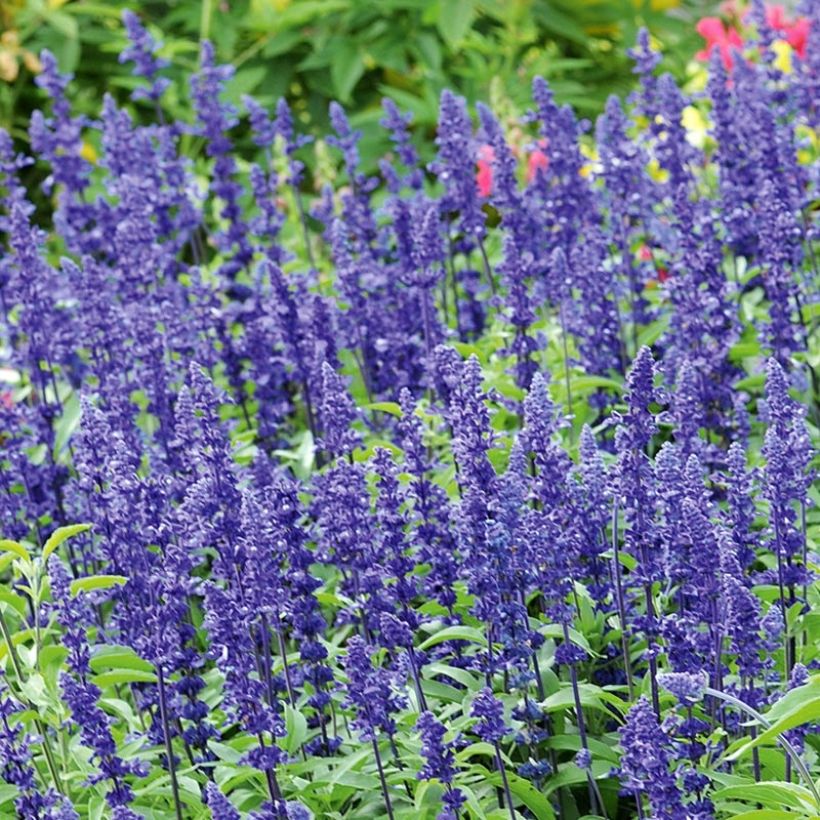 Härmesalvia Saga (Kukinta)