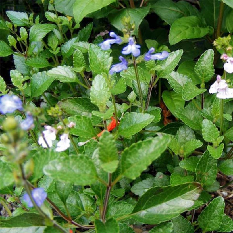 Keijunsalvia - Salvia forreri (Lehvistö)