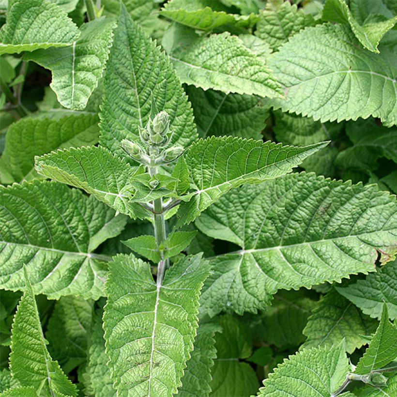 Keltasalvia - Salvia glutinosa (Lehvistö)