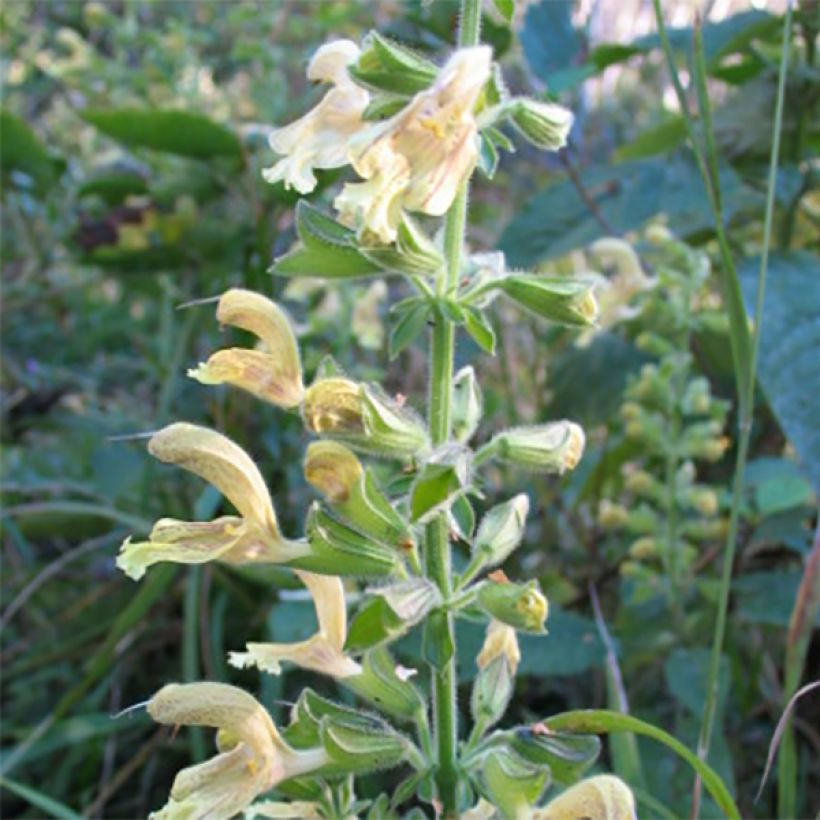 Keltasalvia - Salvia glutinosa (Kukinta)
