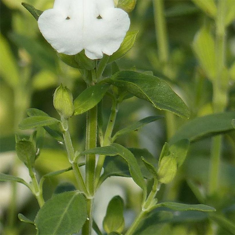 Syyssalvia Alba (Lehvistö)