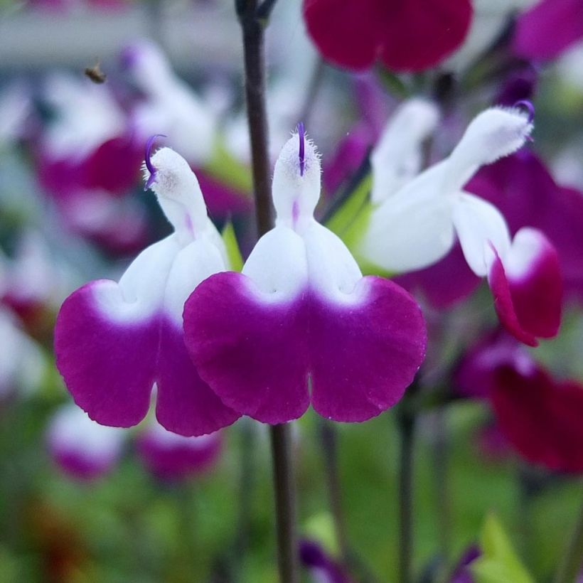 Syyssalvia Amethyst Lips (Kukinta)