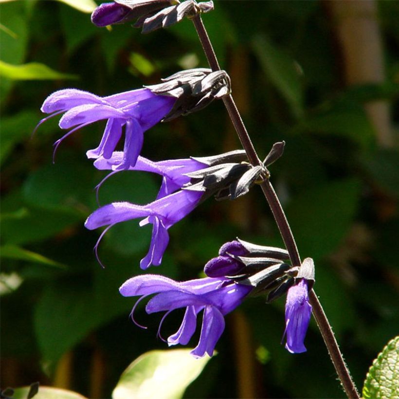 Keijunsalvia Black and Blue (Kukinta)