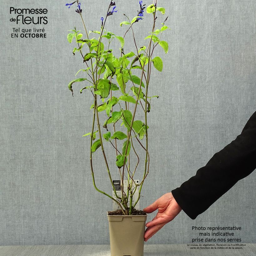 Esimerkki syksyllä toimitetusta Keijunsalvia Black and Blue 2 litran/3 litran ruukku-taimesta