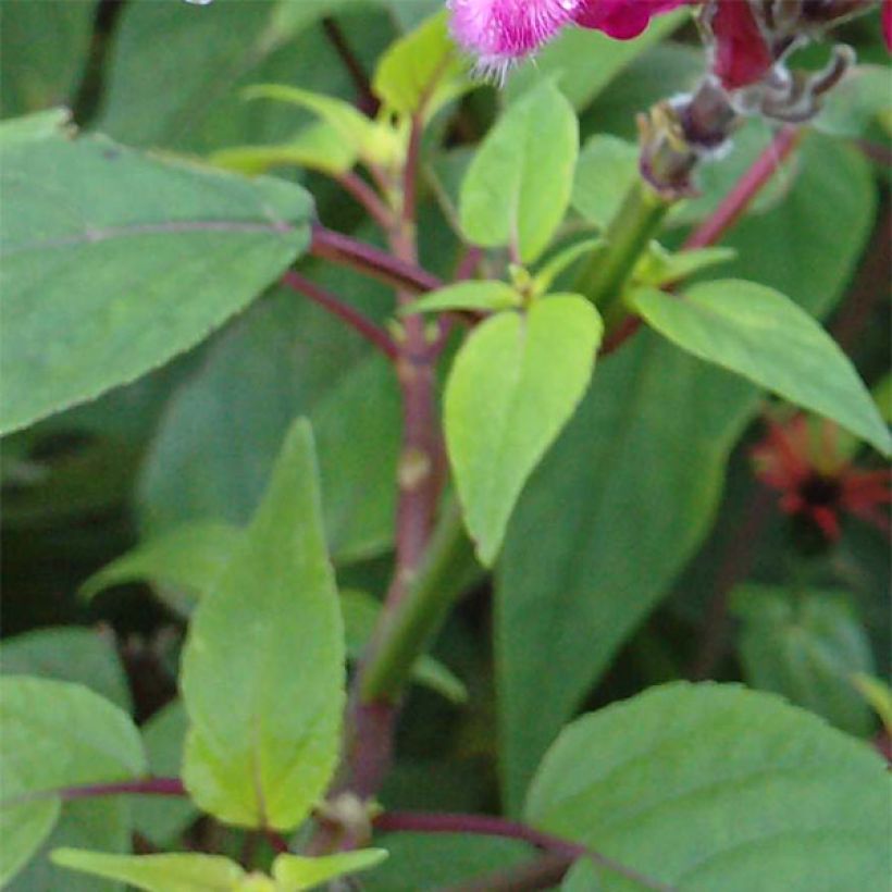 Keijunsalvia Bethelii (Lehvistö)
