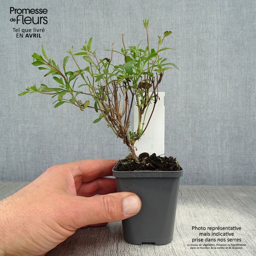 Example of Keijunsalvia Violette de Loire Godet de 7/8 cm as you get in printemps