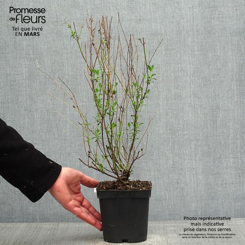 Example of Keijunsalvia Violette de Loire Pot de 2L/3L as you get in printemps