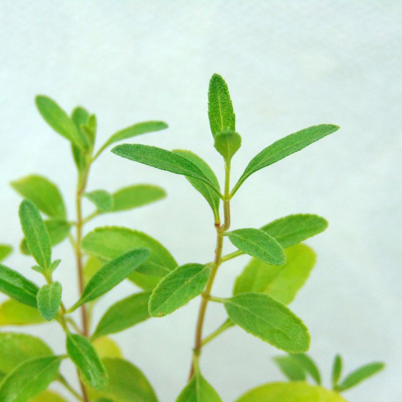 Keijunsalvia Violette de Loire (Foliage)
