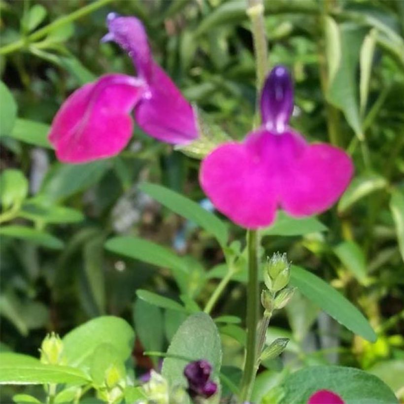 Keijunsalvia Violette de Loire (Flowering)