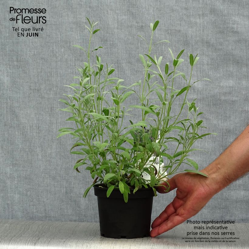 Esimerkki kesällä toimitetusta Laventelisalvia - Salvia lavandulifolia Pot de 1,5L/2L-taimesta