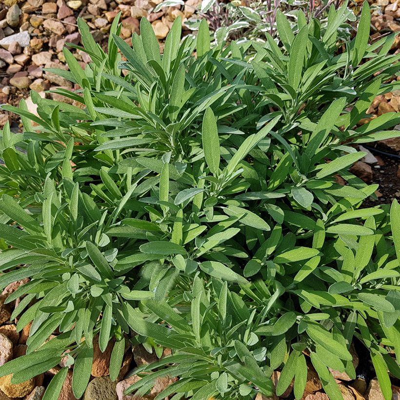 Laventelisalvia - Salvia lavandulifolia (Kasvutapa)
