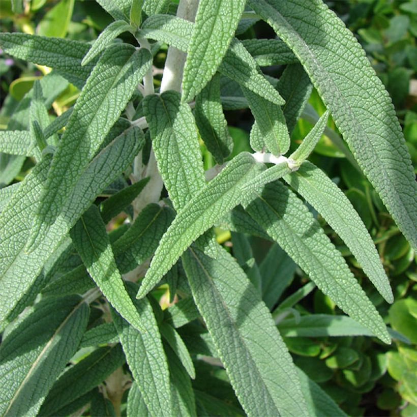 Keijunsalvia - Salvia leucantha (Lehvistö)