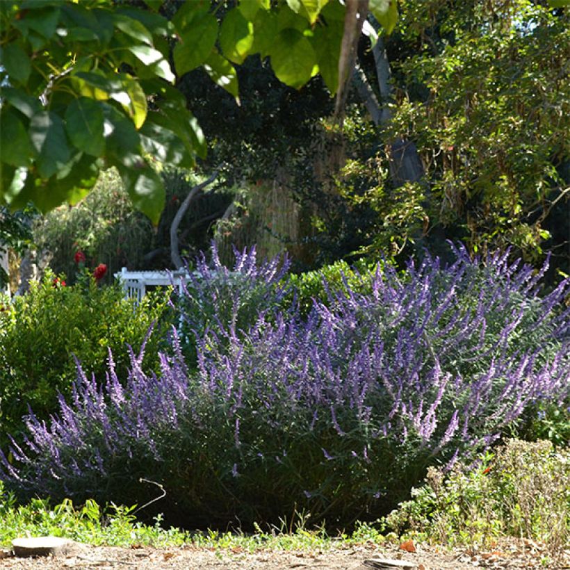 Keijunsalvia - Salvia leucantha (Kasvutapa)