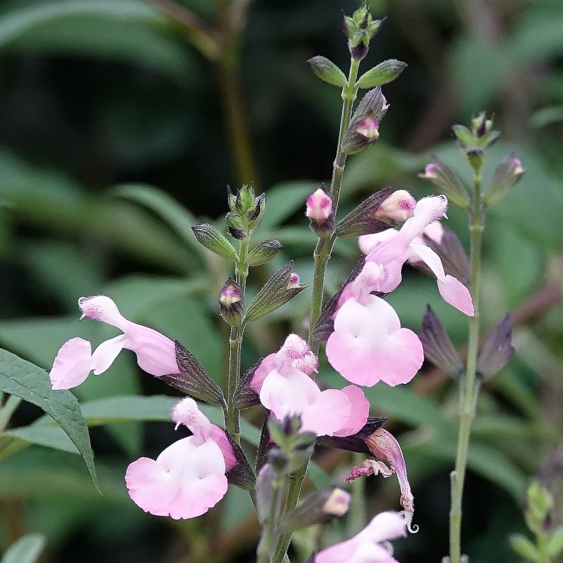 Keijunsalvia Anduus (Kukinta)