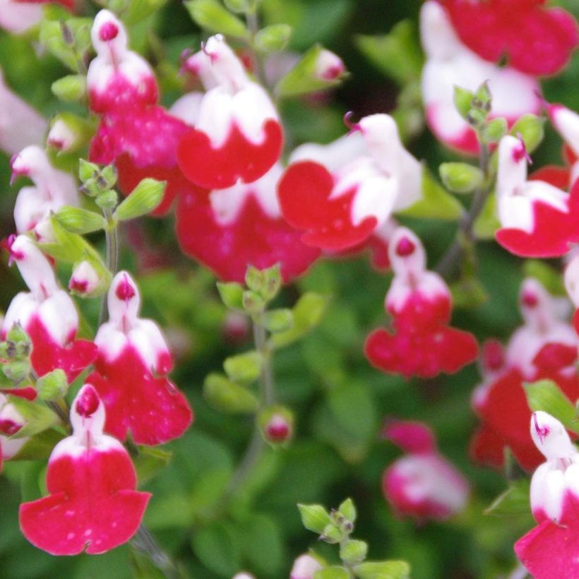 Keijunsalvia Little Kiss (Kukinta)
