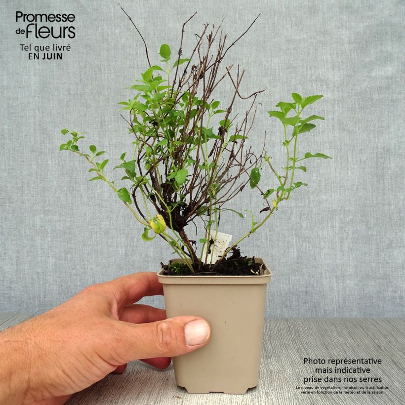 Esimerkki kesällä toimitetusta Keijunsalvia Little Kiss Godet de 8/9 cm-taimesta