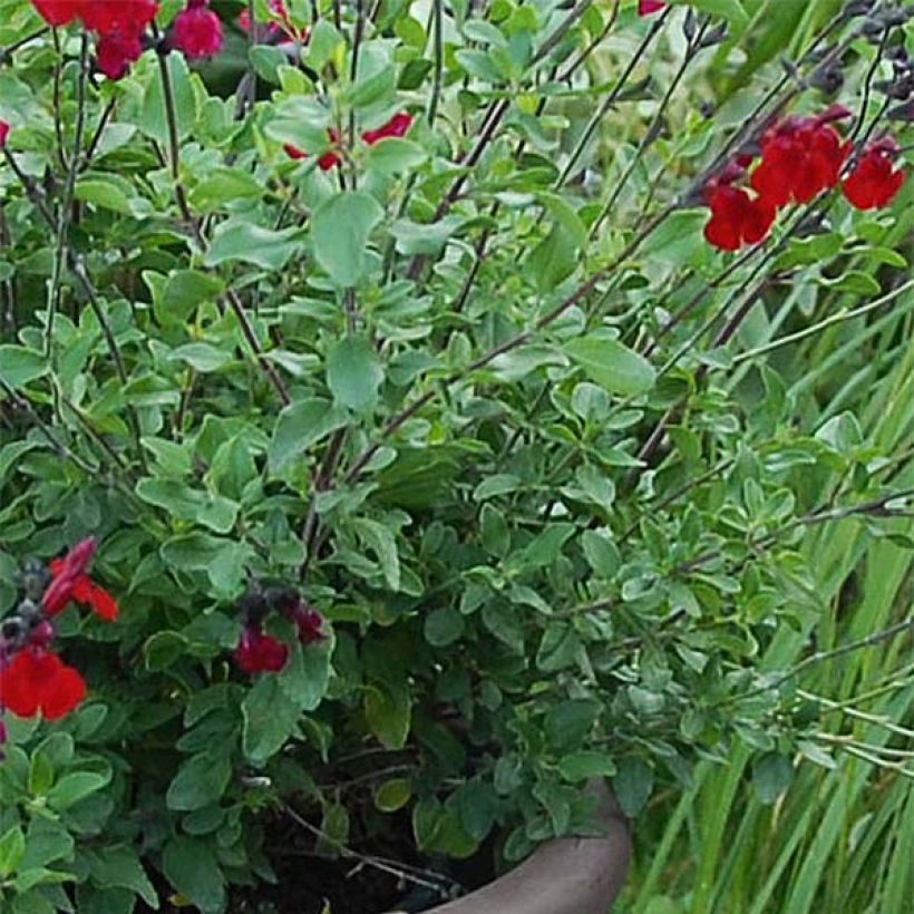 Keijunsalvia Reve Rouge (Lehvistö)