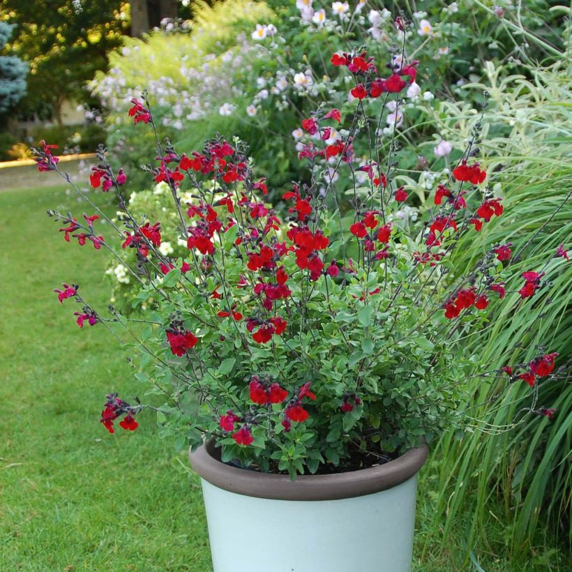 Keijunsalvia Reve Rouge (Kasvutapa)